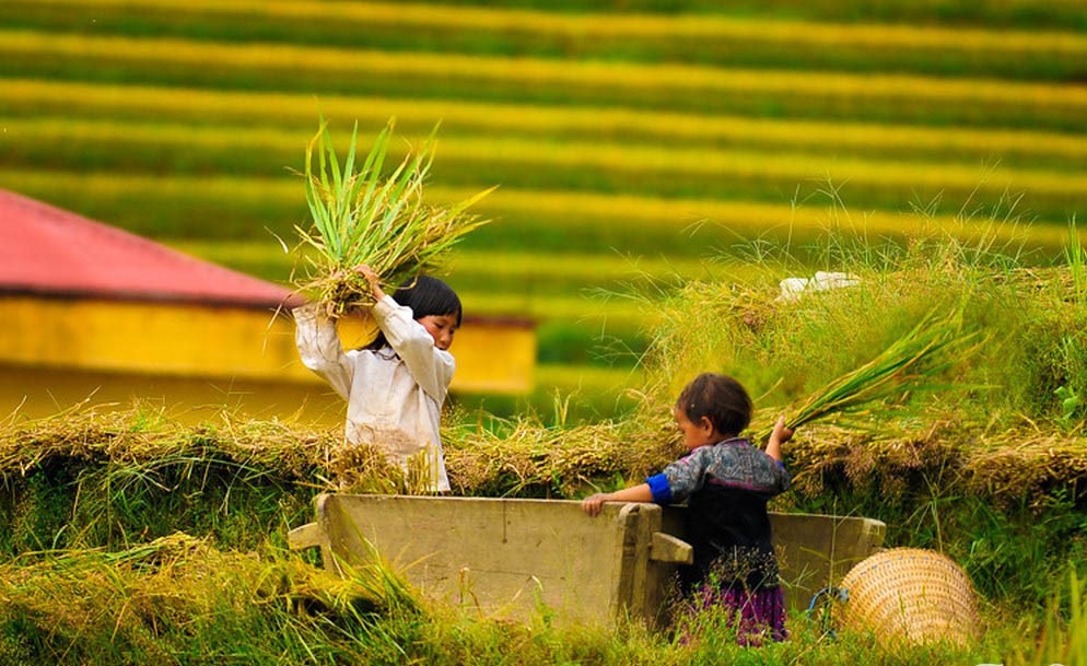 Thu hoạch lúa trên Mù Cang Chải