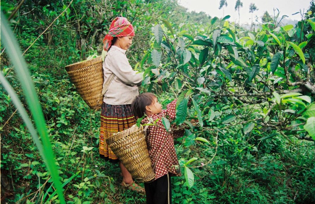 Đồi chè Suối Giàng