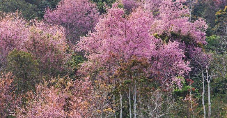 Mai anh đào tại sườn đồi LangBiang