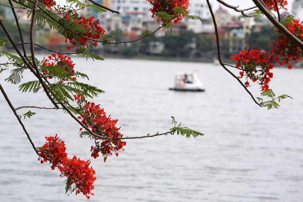 Hoa phượng ngày hè