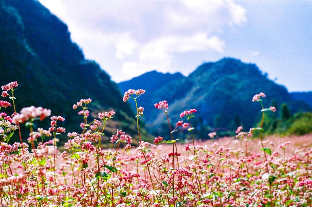 Mùa hoa tam giác mạch Hà Giang