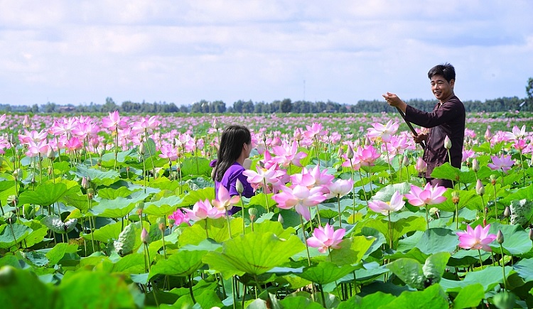 Làng sen Hồng Ngự