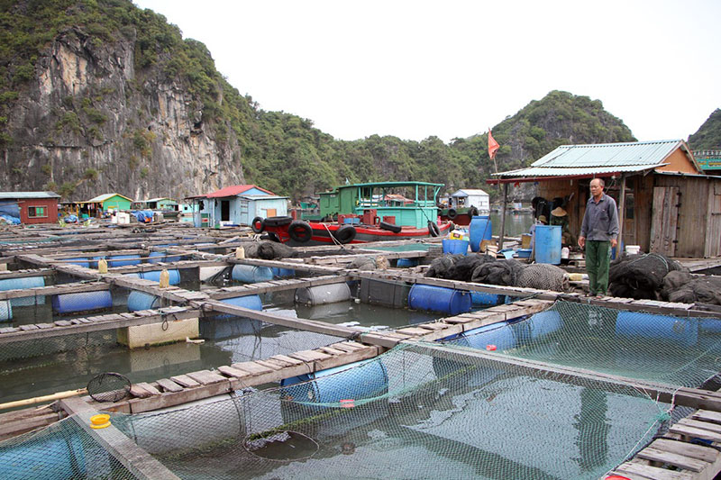 Cá được nuôi trong lồng bằng phương pháp nuôi tự nhiên