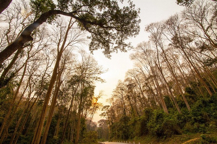 Khung cảnh rừng săng lẻ đẹp mê hồn tại Nghệ An