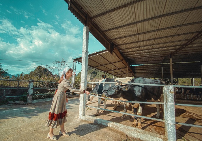 Nông trại bò sữa Mộc Châu