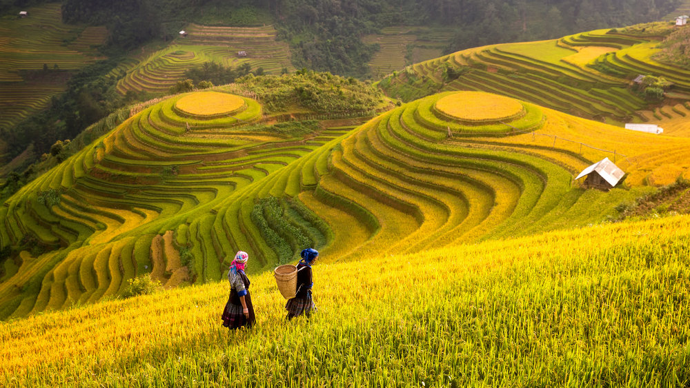 Du lịch cuối năm miền Bắc - Mù Căng Chải mùa lúa chín