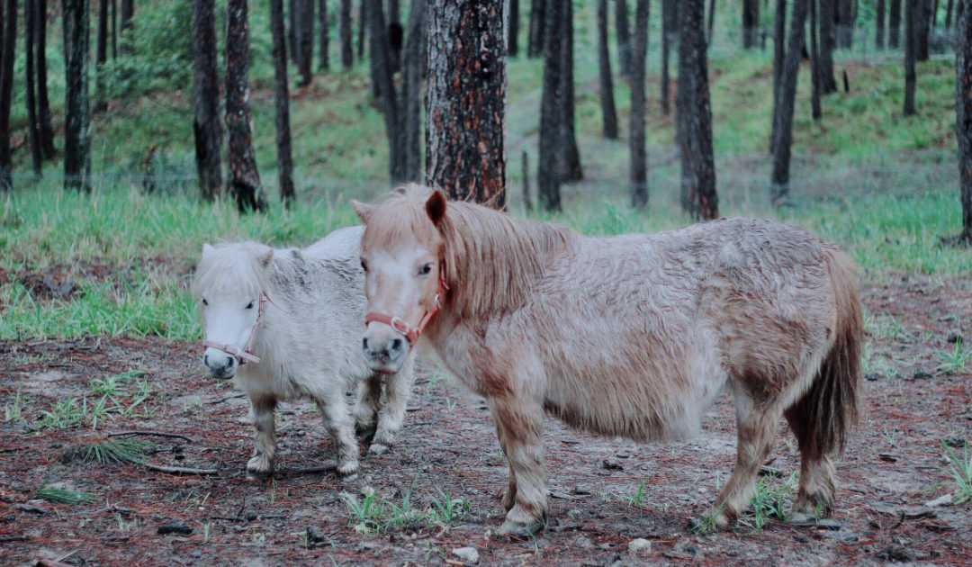 Zoodoo Đà Lạt - Ngựa lùn Pony