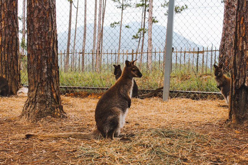 Zoodoo Đà Lạt - Chuột túi Wallaby