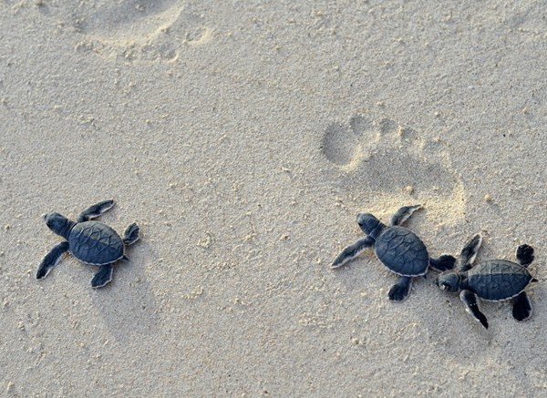 Những chú rùa con đáng yêu tại Côn Đảo