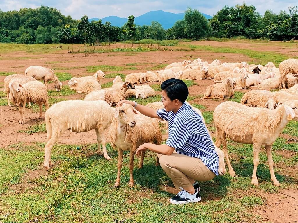 Địa điểm du lịch Vũng Tàu: Đồng cừu Suối Nghệ