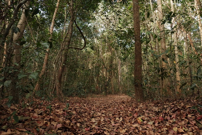 Trekking xuyên rừng nguyên sinh Bình Châu