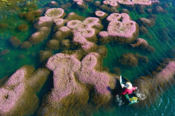 hồ tảo hồng b'lao
