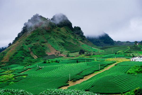 tết nên đi du lịch ở đâu mộc châu