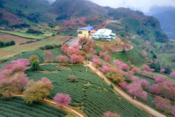 tết nên đi du lịch ở đâu sapa