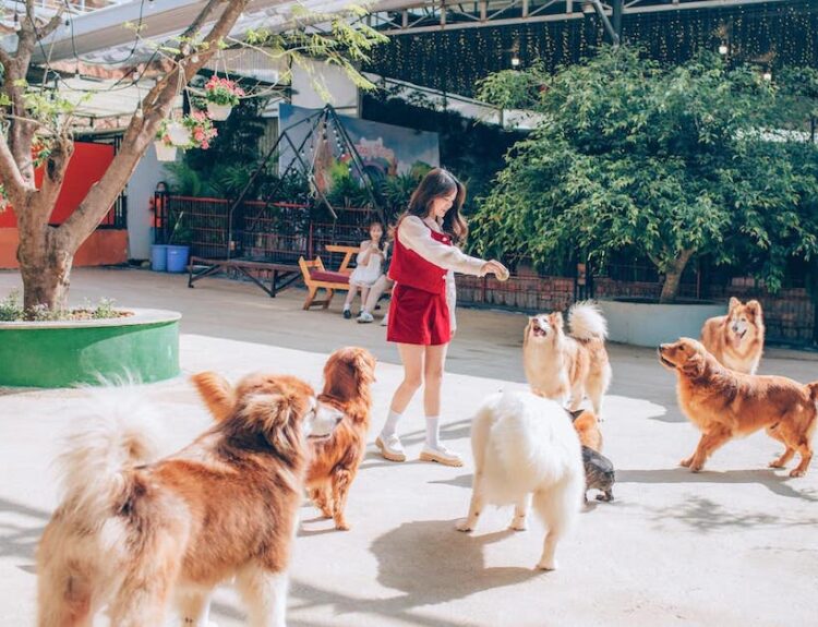 puppy farm đà lạt