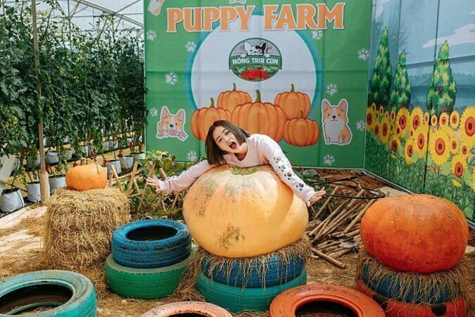 aebd56e5-nong-trai-puppy-farm-5765276-675x450-3473425-4904248-9910170-7424144-3636843