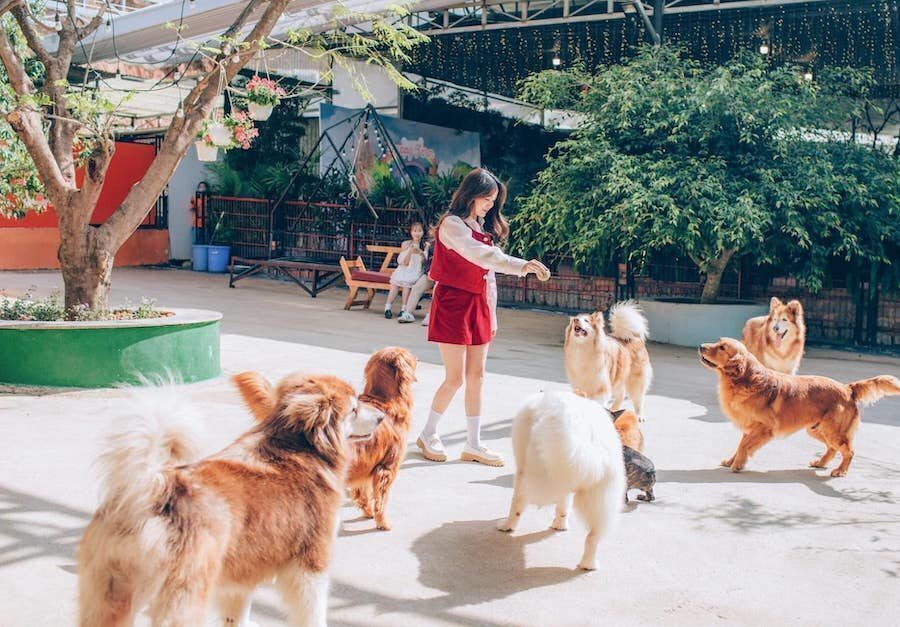 e30a0781-nong-trai-cun-puppy-farm-da-lat-8533319-6795189-7837332-2007919-4065044-5097751-9153566-2254236-2202335-5457623-2622529-5027552