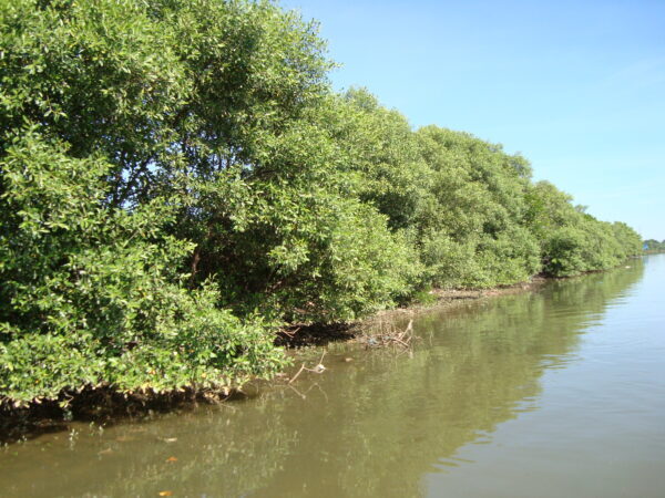 56980637-vinh-bai-tu-long-o-dau-2236883-600x450-3105665