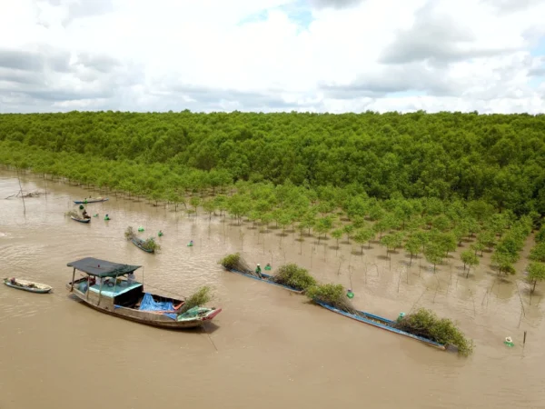rừng ngập mặn tràng vinh