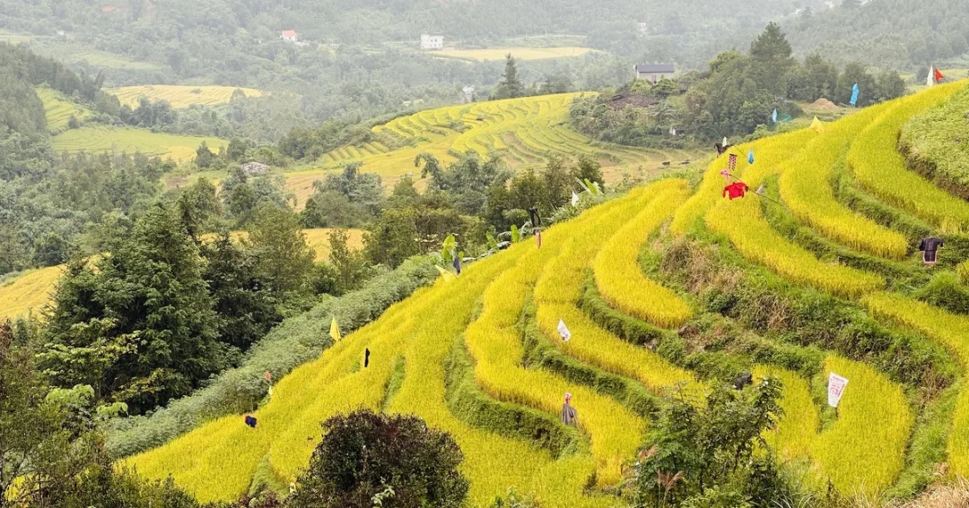 ruộng bậc thang bình liêu