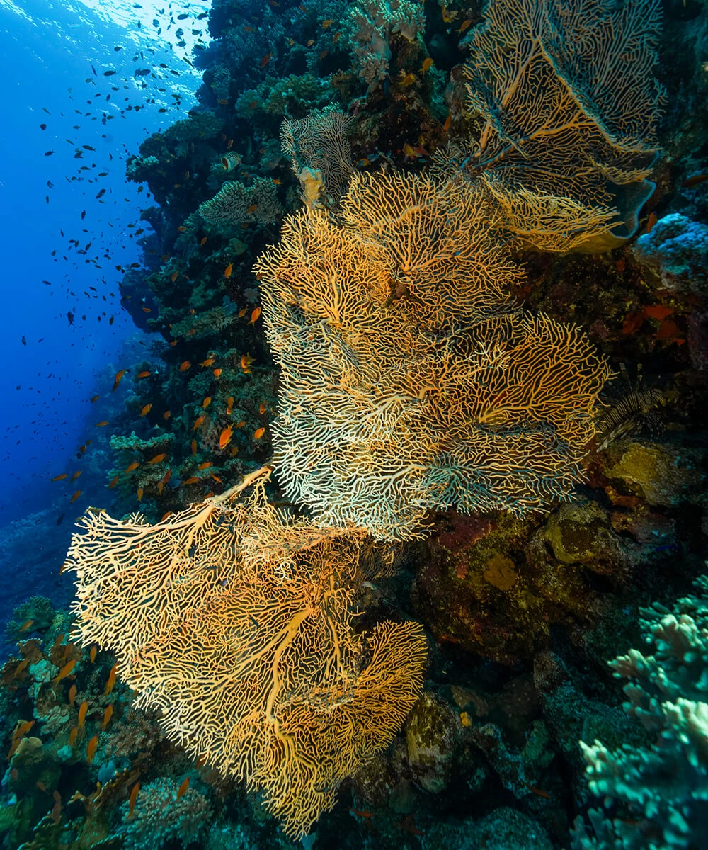 sea-shore