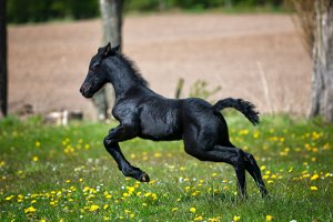 Young horse, colt, jumping through a pasture of flowers.