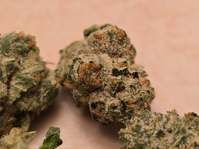 Astro GMO cannabis strain buds with frosty trichomes and 31 percent THC in a modern urban style