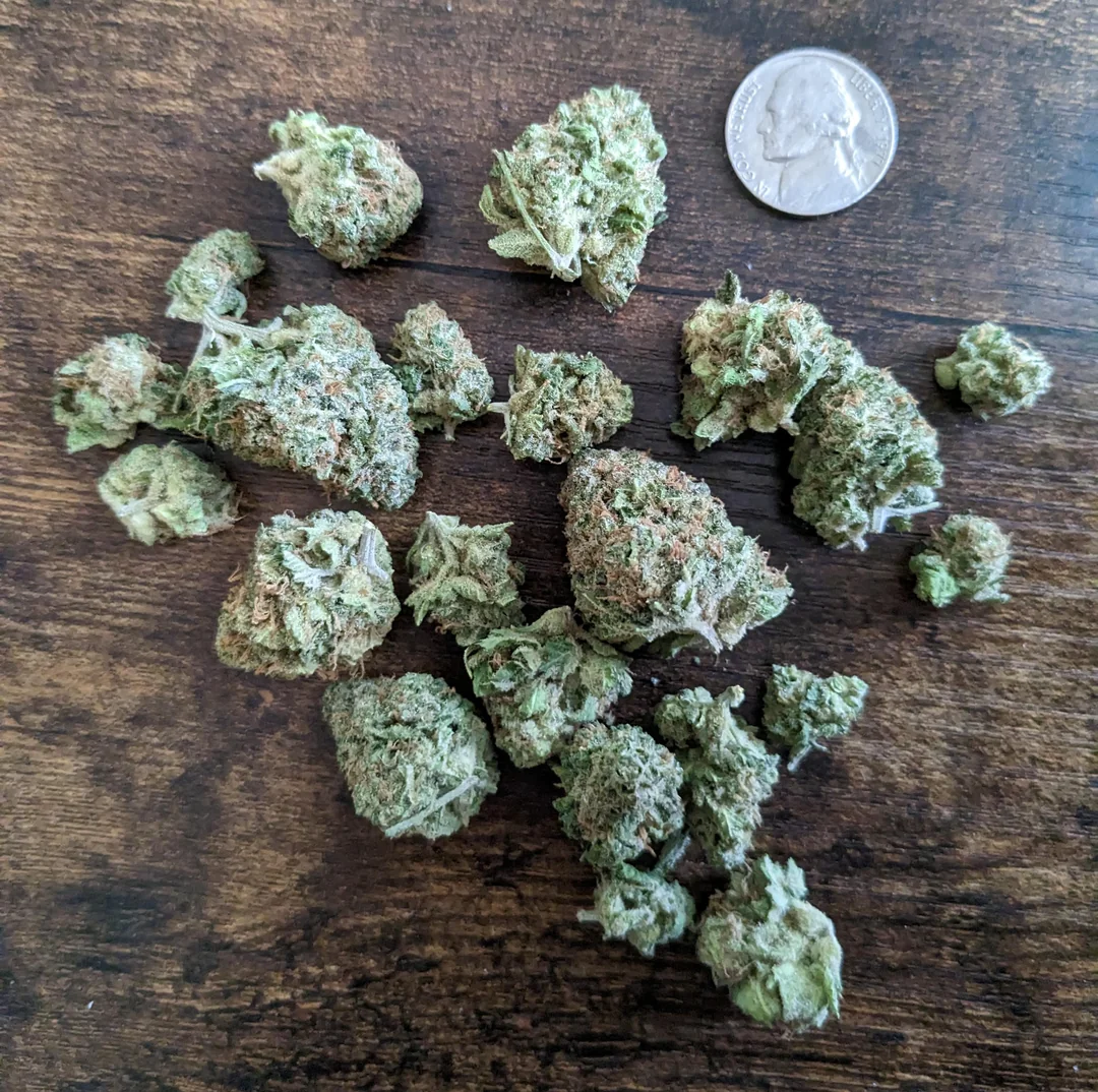 Chocolate Chunk cannabis buds with dense structure and heavy frosty trichomes.