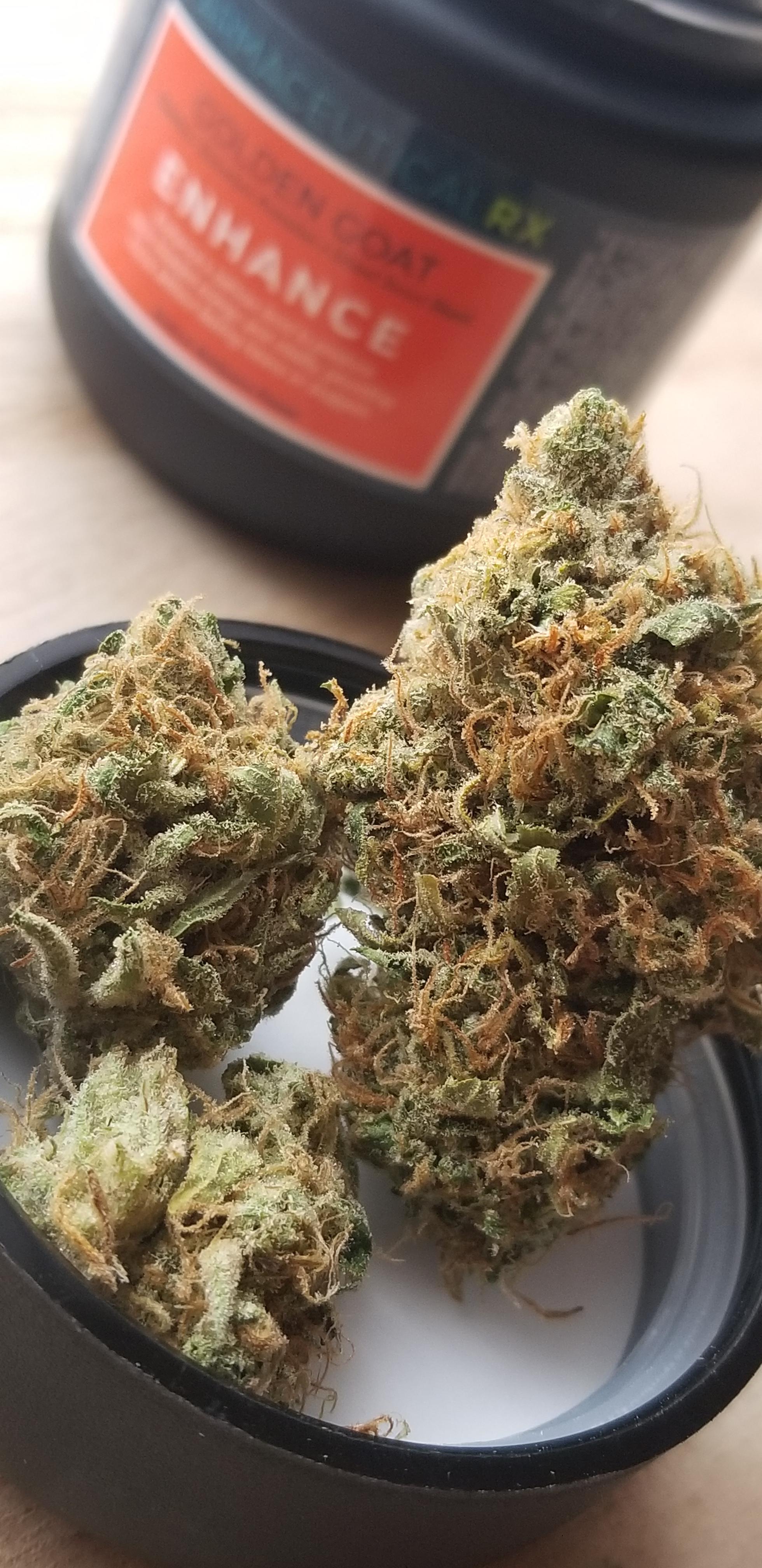 Modified Goat cannabis strain buds with heavy trichomes and THC levels between 25 and 28.6 percent