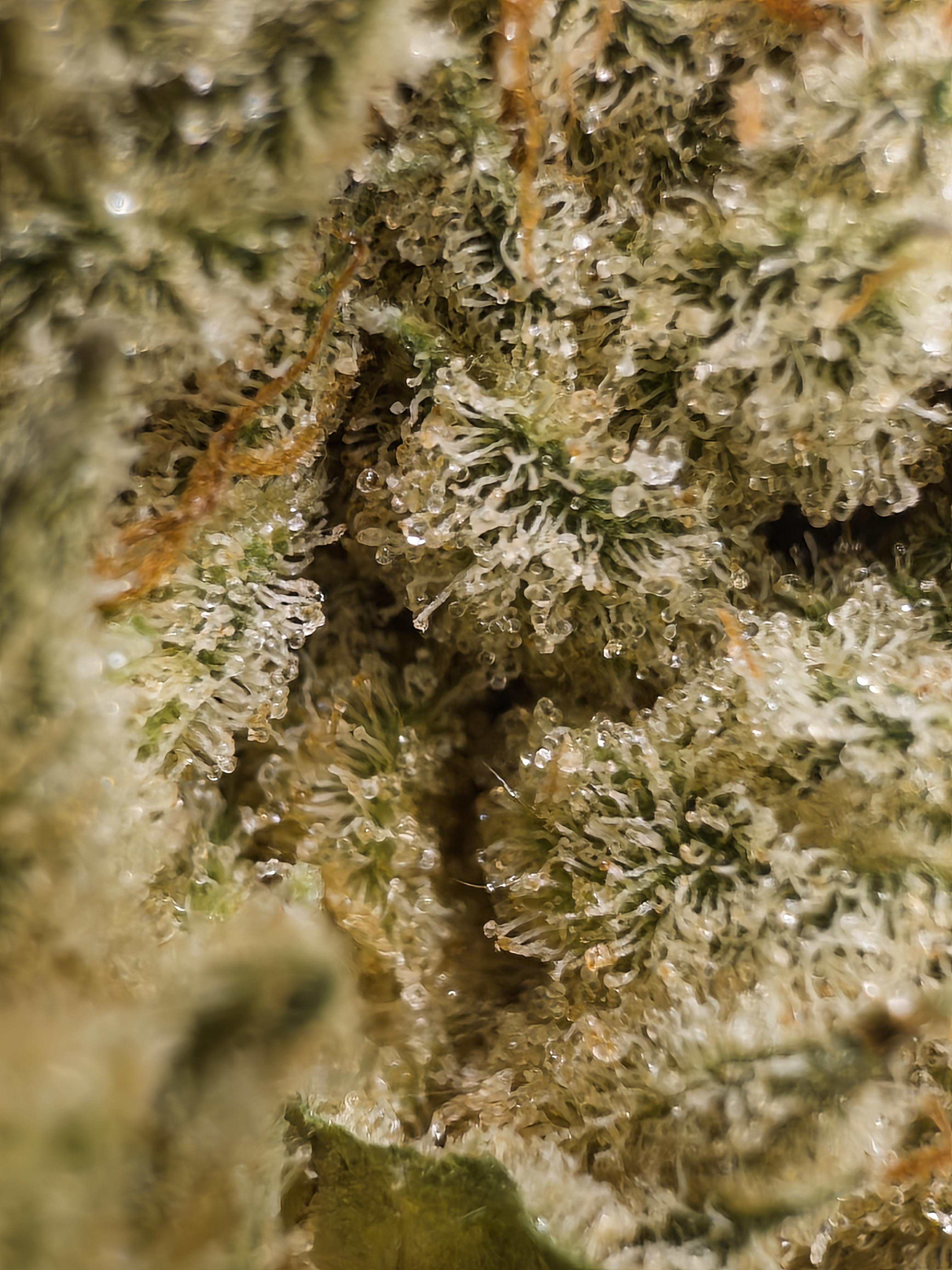 Simmer Down cannabis strain with frosty indica-leaning buds displaying 31 percent THC in a modern dispensary style