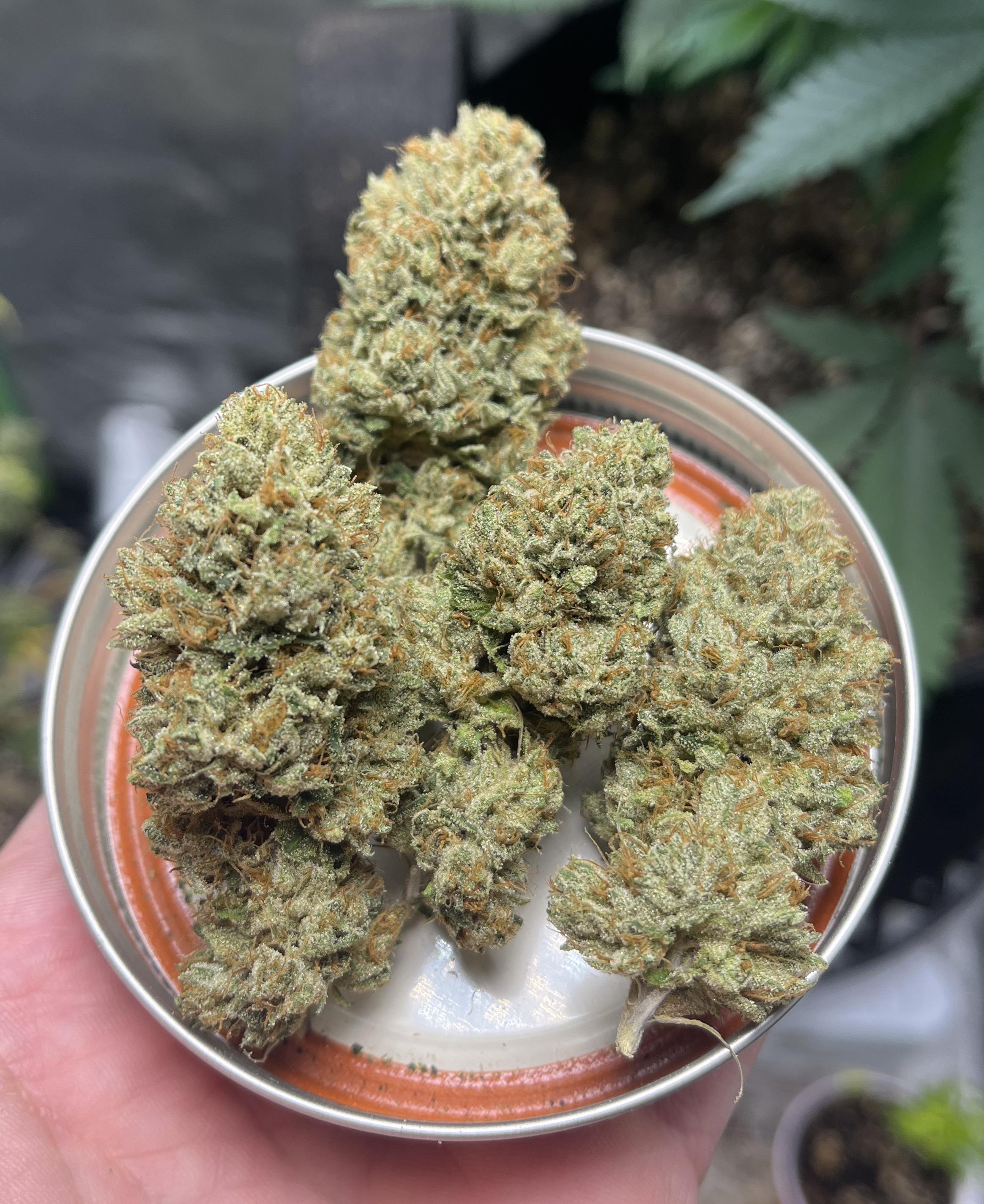 Triangle Kush indica-dominant cannabis strain with dense frosty buds and diesel aroma