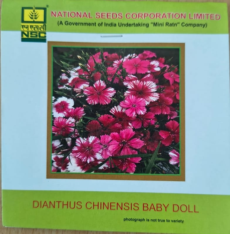 nsc dianthus chinensis baby doll flower seed