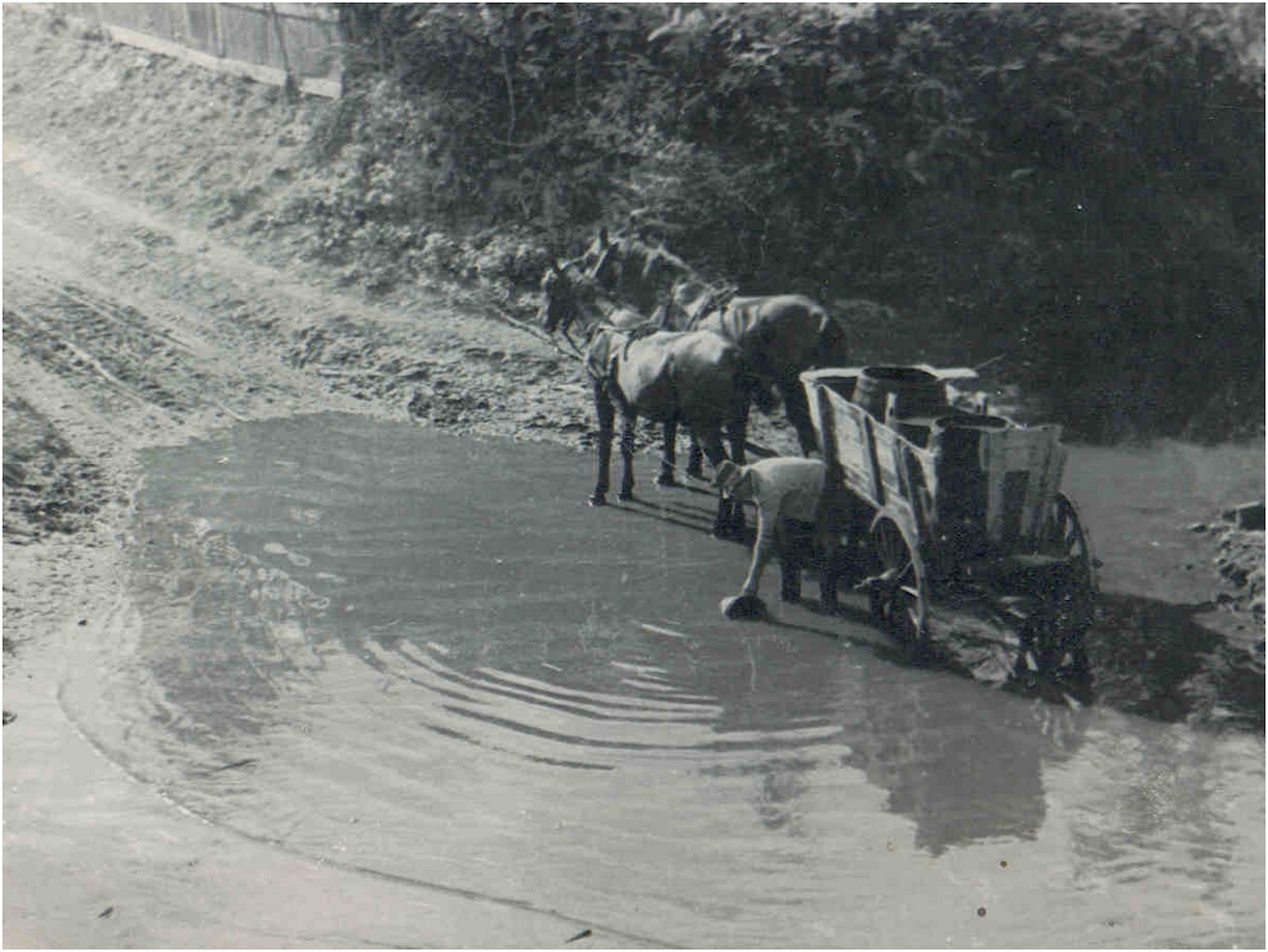 Watering in the Bodrog