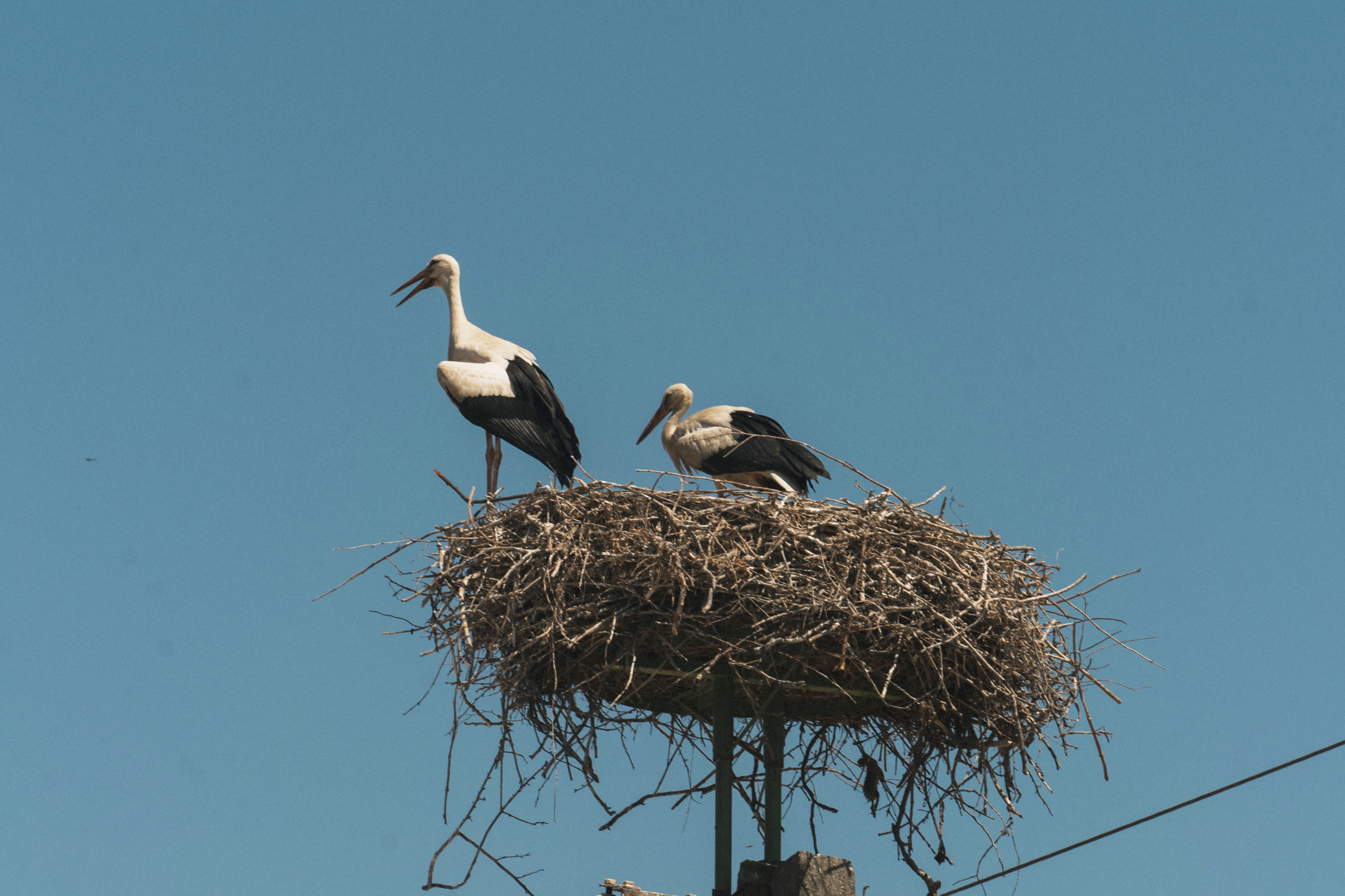 Philip the stork - stork nests