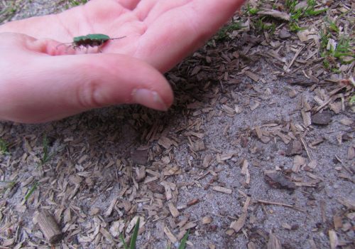 Bewegings- en belevingsspel in de natuur 2015