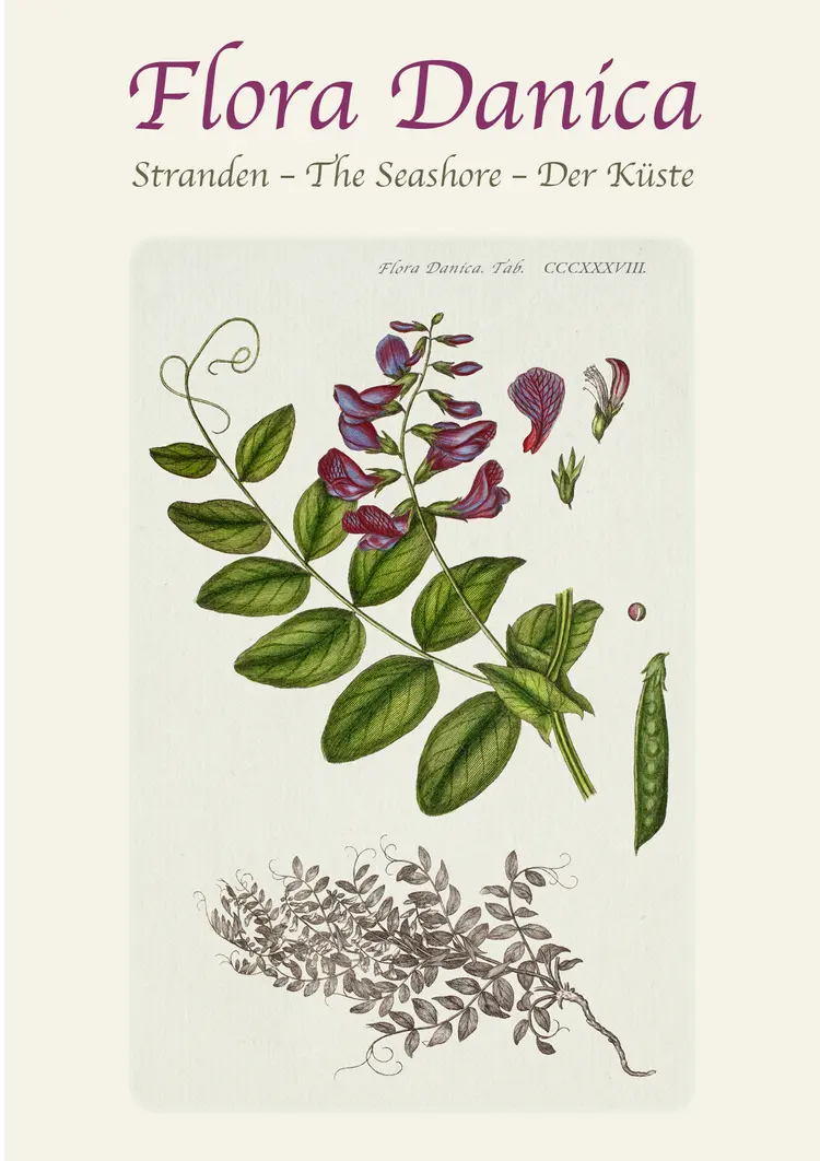 Flora Danica - STRANDEN af .