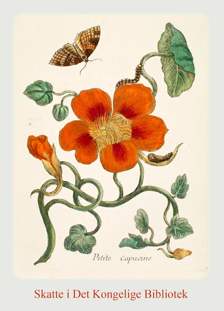 BLOMSTER OG INSEKTER i EUROPA af MARIA SYBILLA MERIAN