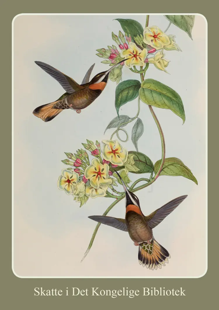 KOLIBRIER af JOHN GOULD