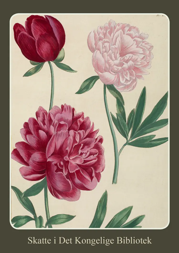 FRYDEFULDE FORÅR af MARIA SYBILLA MERIAN