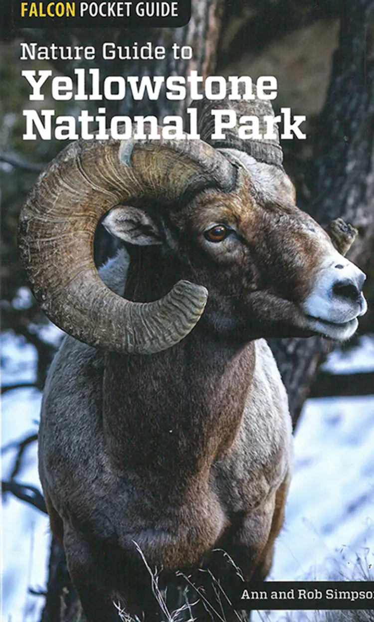 Nature Guide to Yellowstone National Park af Ann Simpson