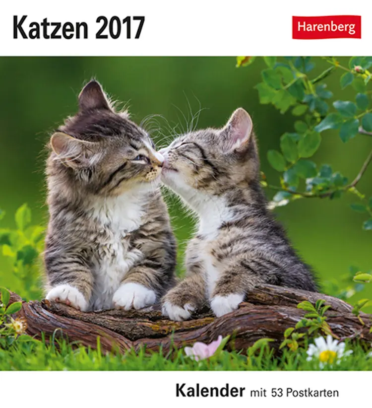 Katzen Postkortkalender 2017