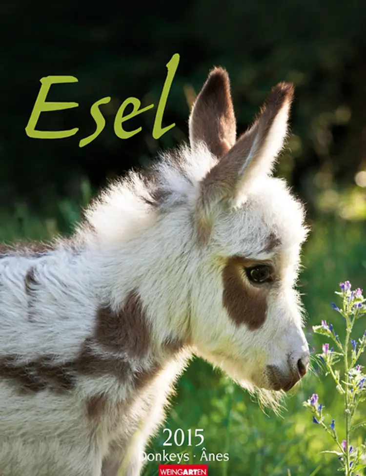Esel - Donkeys Calendar 2015