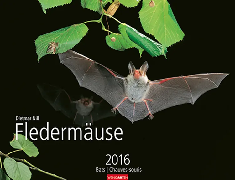 Fledermäuse - Bats 2016