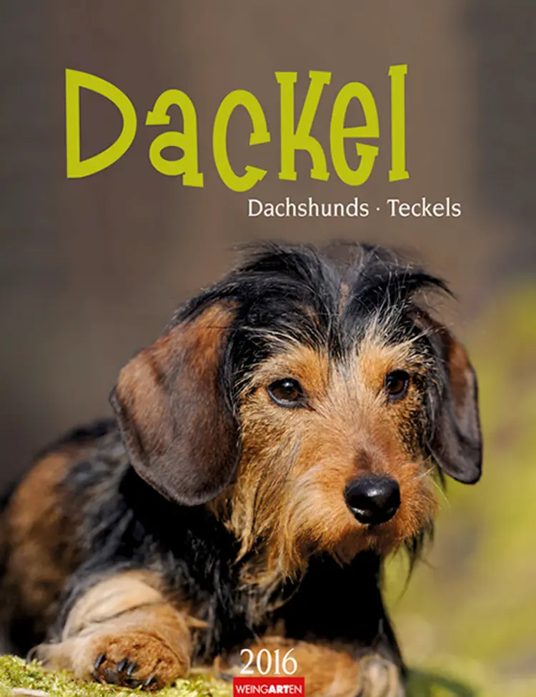 Dackel - Dachshunds - Teckels 2016
