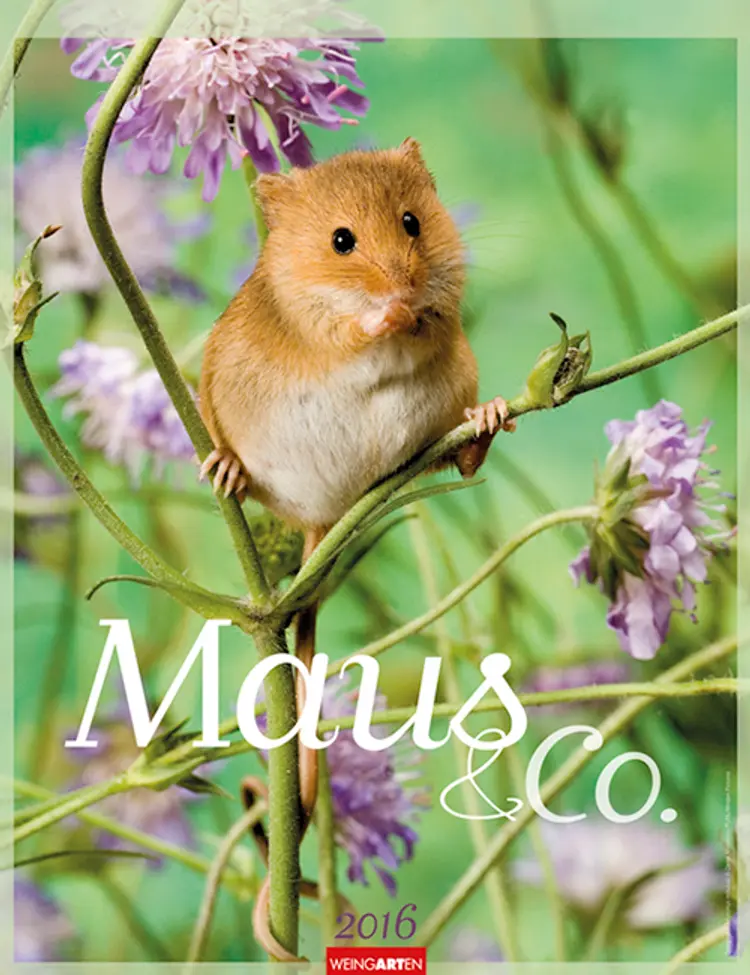 Maus & Co. - Mice and Company 2016