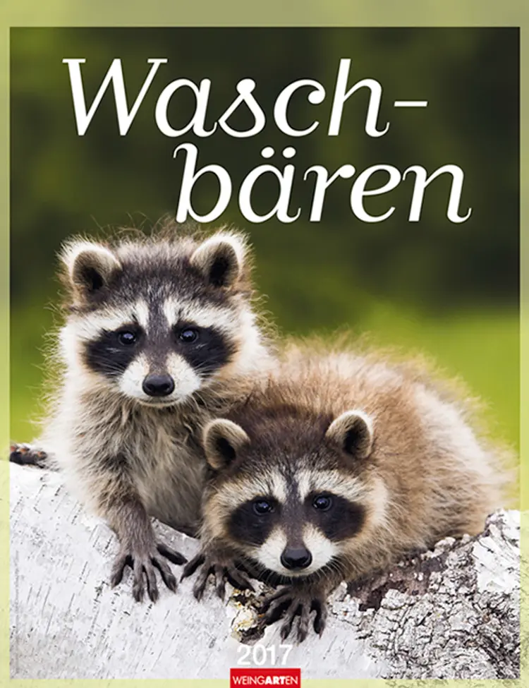 Waschbären - Piglets 2017
