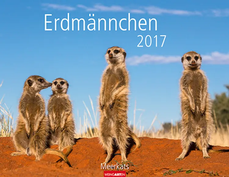 Erdmännchen - Meerkats 2017
