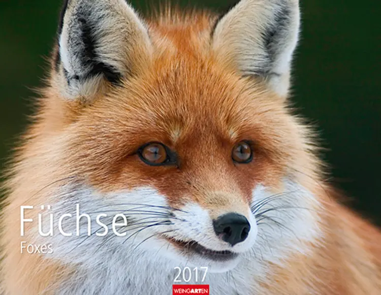 Füchse - Foxes 2017
