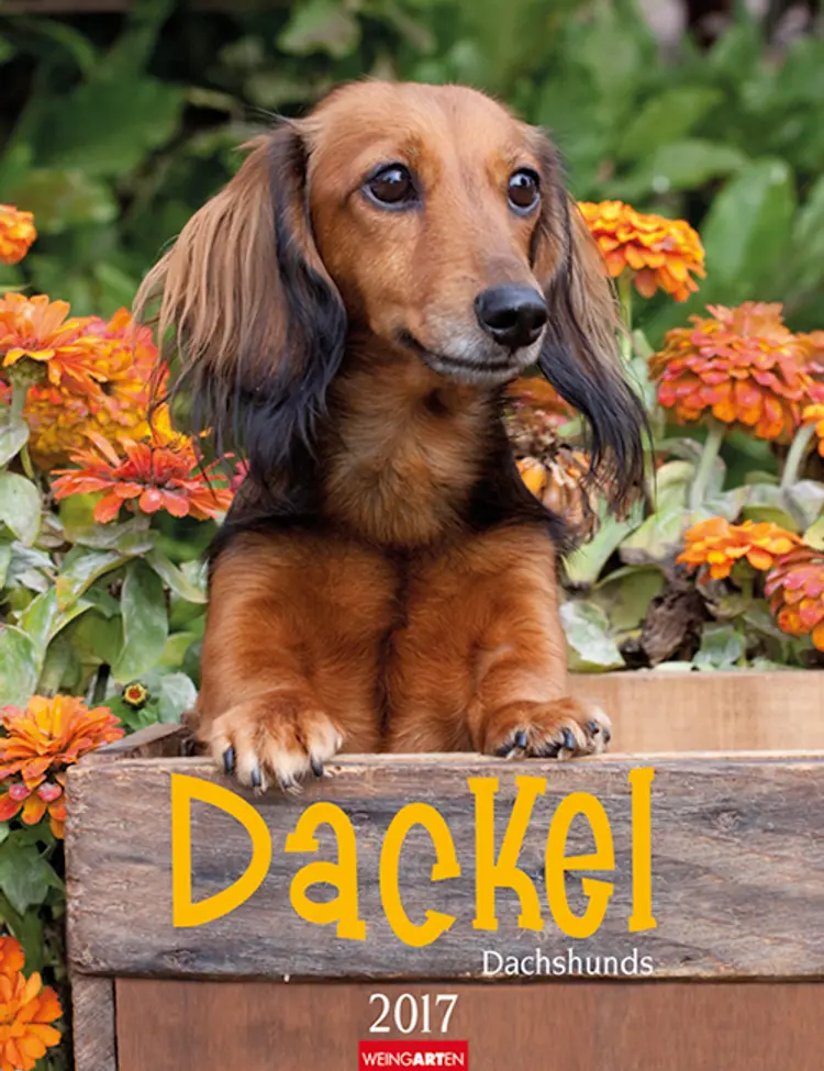 Dackel - Dachshunds 2017