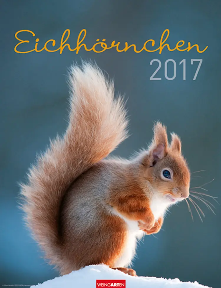 Eichhörnchen - Squirrels 2017